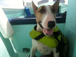 bullterrierlove:  going for a boat ride!