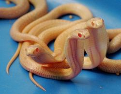 rhamphotheca:  Albino hatchling Hooded Cobras (N. naja) :3 