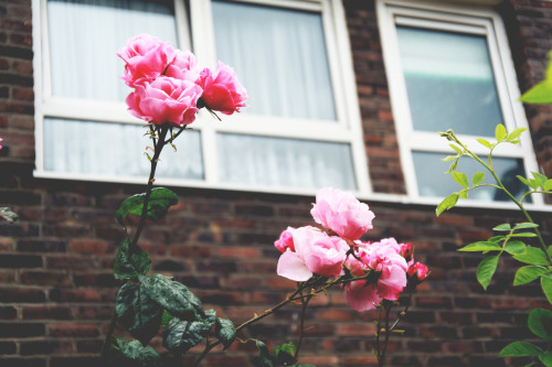 peecee:  Pink. http://www.flickr.com/photos/p33c33/ 