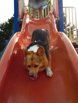 littleleggies:  Sorry I have been so quiet everyone! （ﾉ´ェ｀） Recently, Mom and Dad took me to the playground in the park! Dad put me on a slide and I really liked it! Whee~! Mom calls me a “dog toboggan”, whatever that is! Oh man, it is