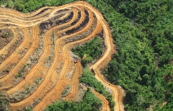 climateadaptation:  The world’s most untouched rainforest obliterated for palm oil while the world watches and does nothing. Located in Indonesia, Borneo is the third largest island in the world. It’s home to some of the rarest species on earth, including