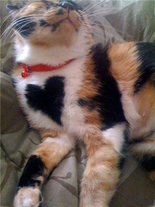 twitsandniddles:  sofiaee:  Kittens with hearts  this is important 