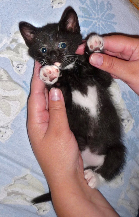 twitsandniddles:  sofiaee:  Kittens with hearts  this is important 