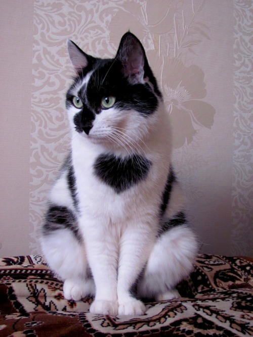 twitsandniddles:  sofiaee:  Kittens with hearts  this is important 