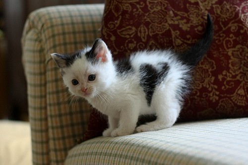 twitsandniddles:  sofiaee:  Kittens with hearts  this is important 