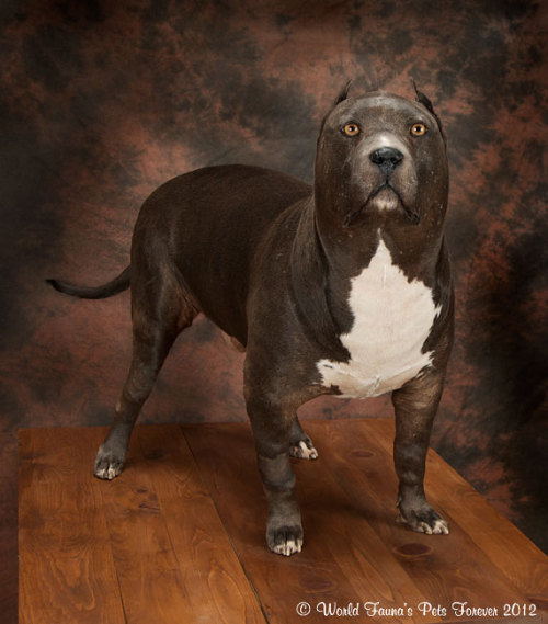 stonedpervert:     redirisheyes:  rabd:  There are very few taxidermists who will stuff and mount your pet.  But very few doesn’t mean none.  A firm called Pets Forever preserved this pit bull.  …whats wrong with his head  This is fucking creepy
