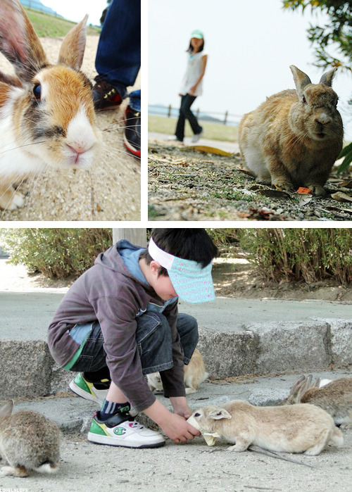  An interesting place to visit: ↳Okunoshima Island, Hiroshima Prefecture (several hours away from Tokyo), Japan. Once a site for the production of poison gas where rabbits were used as test subjects during WWII. When the war ended, the rabbits were
