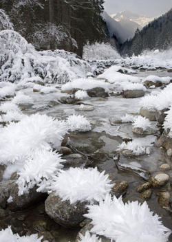 holymoleculesbatman: Ice Flowers These peculiar