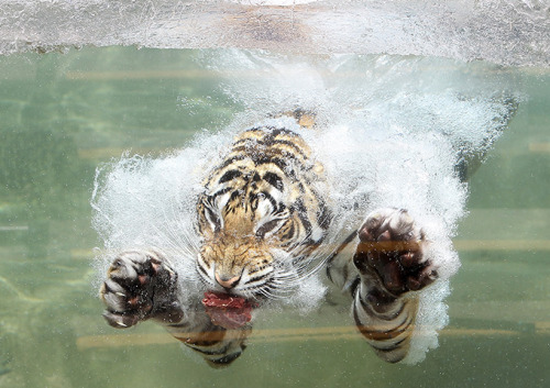 ecocides:  A Bengal tiger dives after a piece of meat at Six Flags Discovery Kingdom - Vallejo, USA | image by Justin Sullivan 