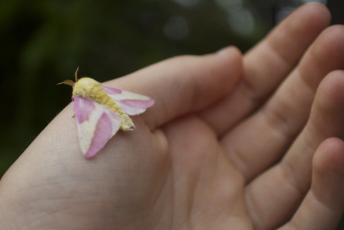 bryophyteforest:Rosy Maple Moth
