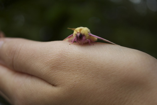 bryophyteforest:Rosy Maple Moth