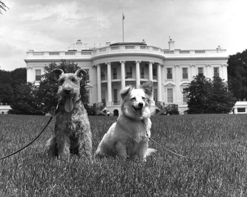 jfklibrary:It’s Take Your Dog to Work Day, and we have two furry friends from the Kennedy White Hous
