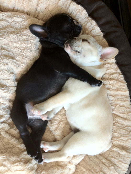 xenaplowing: squishfacedogs:Yin and Yang Frenchies! Works out a lot. Can be intimidating to men. Ver