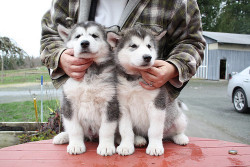 twistedfagg0t:  Malamutes are the cutest and I am so lucky to have two of em c: 