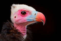 theanimalblog:  Portrait of a colorful vulture