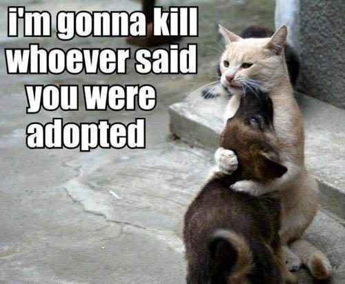 the-absolute-funniest-posts:  Follow this blog, you will love it on your dashboard