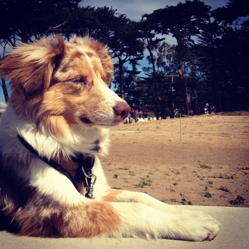 The most beautiful Paisley. #dogmancing (Taken with Instagram at Golden Gate Overlook)