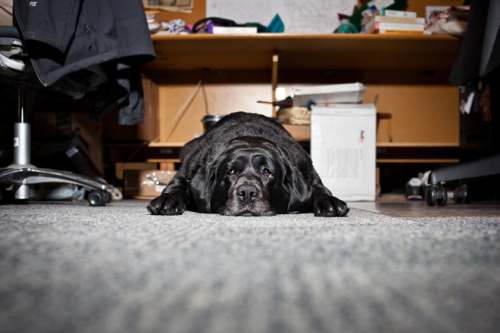 wired:
“ “On any given day, there will be at least a couple dogs, and sometimes a dozen or more, in the Wired office.”
Meet the dogs of WIRED!
”
I love all of our dogs in the office, but Daphne (above) is my very favorite.