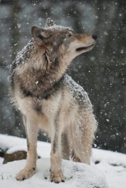 boca-de-lis:  os lobos também se perdem.