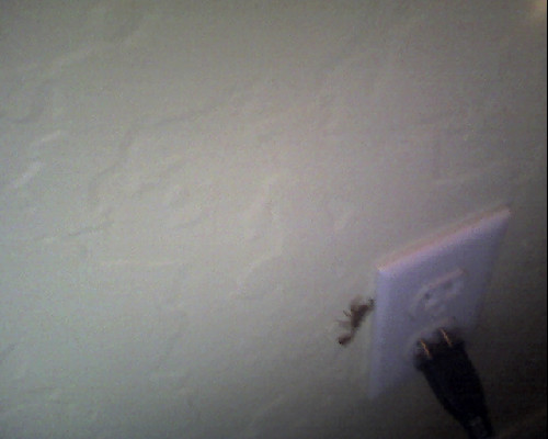 GUISE THERE&rsquo;S A FUCKING SCORPION IN MY ROOM. SAHGFDHSGFAD SHIT JUST GOT