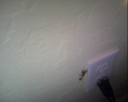 Guise There&Amp;Rsquo;S A Fucking Scorpion In My Room. Sahgfdhsgfad Shit Just Got