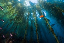 yelyahwilliams:  shil0h:  inbetweenaisles:  polarscope:  Kelp Forest, Channel Islands (English Channel) by Brett Seymour  If I could live in a kelp forest, I would.  I was just telling my Aunt on Saturday how all I need to do is figure out how to breathe