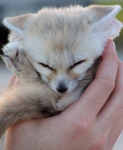 Sexonadeathbed:  Hold On Break From Gore And Lesbians  Just  Fucking  Fennec Fox.
