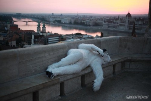 Just a polar bear at Budapest’s Fisherman&rsquo;s Bastion. Source: Greenpeace International