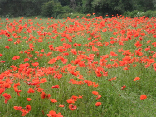 vwcampervan-aldridge: A sea of Poppies, Long Birch, Staffordshire.