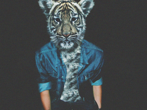 one direction appreciation blog