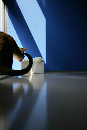 blue light_cat_2909 by y_and_r_d on Flickr.