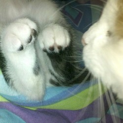 fuckyeahfelines:  My baby Oshie checking out my new kitten’s paws. His name is Severus.