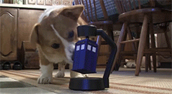 the-absolute-best-gifs:   siahposh: well