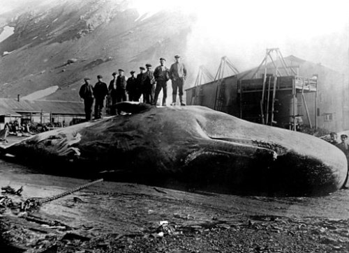 Nine men standing on a beached sperm whale at Leith Harbor, South Georgia (South Atlantic island nea