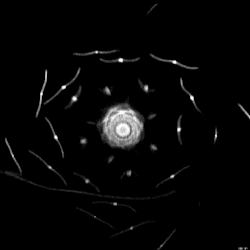 setbabiesonfire:  An MRI scan of a flower. 