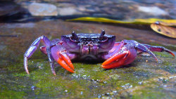 chuckquizmo:  adriofthedead:  lightning-firelies:  Bright Purple Crab Discovered in Philippines One of the newly discovered crab species, Insulamon palawanense, which is bright purple in color. CREDIT: © Senckenberg Four new species of crab that sport