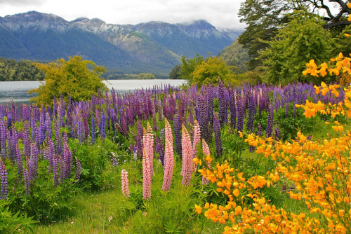 Lupines at Lago Correntoso, Patagonia, Argentina (by hrnieto).