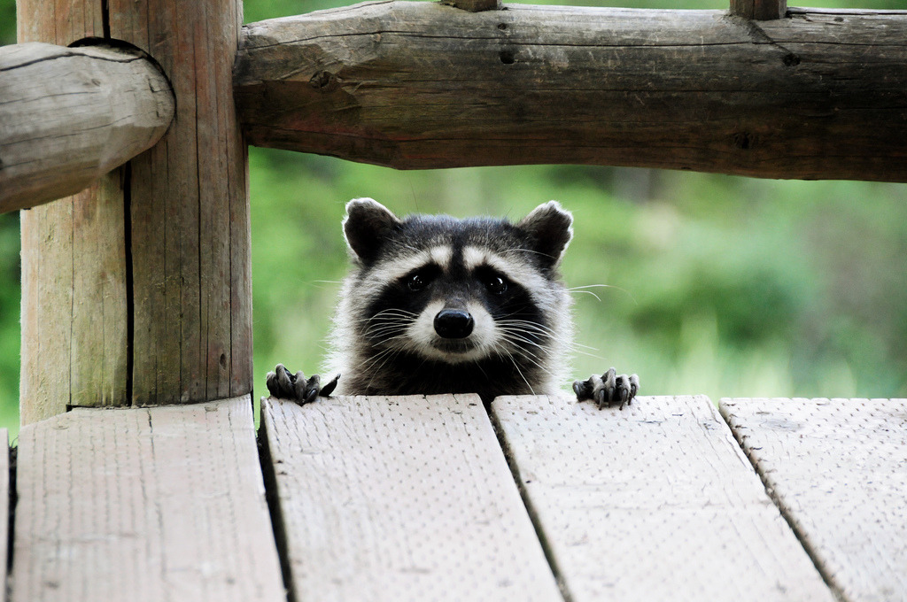 isawatree:  Hi (by Leesamaree) 