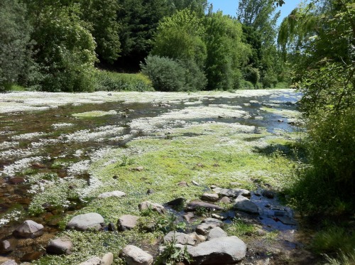 Capa de flores sobre el río Oja