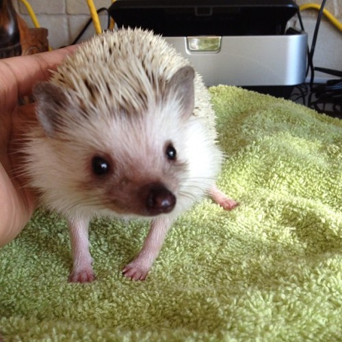 lostintime-lostinspace:  all pretty and clean after a much-needed bath! #harrison #hedgehog #hedgie (Taken with Instagram) 
