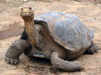 so the world has lost the last Pinta giant tortoise! goodbye lonesome George.