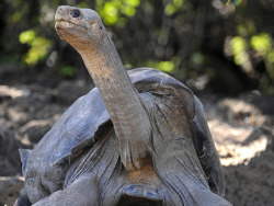    The Pinta Island tortoise (Chelonoidis nigra abingdoni) is an extinct subspecies of Galápagos tortoise native to Ecuador’s Pinta Island.[1] The last known individual of the subspecies was a male named Lonesome George (Spanish: Solitario