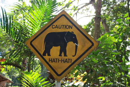 tropic-al-elephants: ☯☮tropical blog☮☯ and my 1D blog here ♡