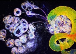Molecularlifesciences:  Natureofnature:  Drosophila Melanogaster Testis And Sperm