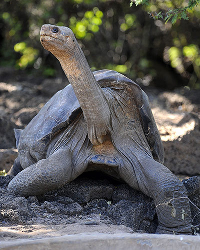 howstuffworks:  guardian:  The life and times of Lonesome George Lonesome George,