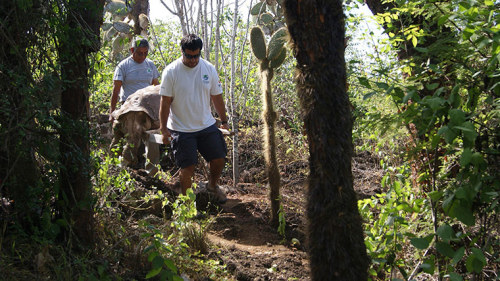 howstuffworks:  guardian:  The life and times of Lonesome George Lonesome George, the last of the Pinta island giant tortoises and a conservation icon, has died of unknown causes. He was believed to be about 100 years old. He was found in 1972 and become