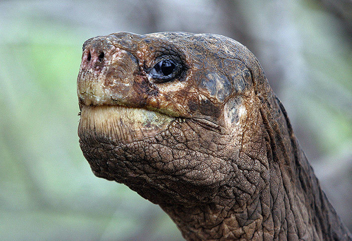 howstuffworks:  guardian:  The life and times of Lonesome George Lonesome George,