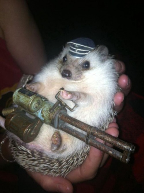 asgardian-poledance:amnemonic:War Hedgehog | Utterly CuteJAAAAAAWWWWWWNI just, everyone needs to kno