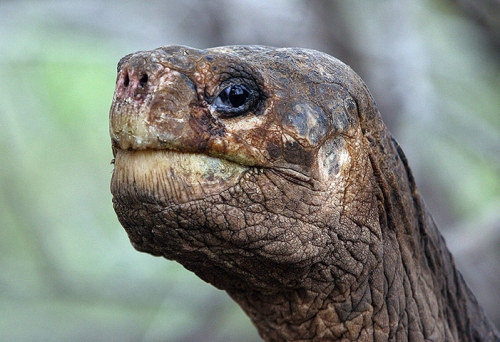 ecocides:Lonesome George, the last giant tortoise of his kind, dies - in picturesLonesome George, th