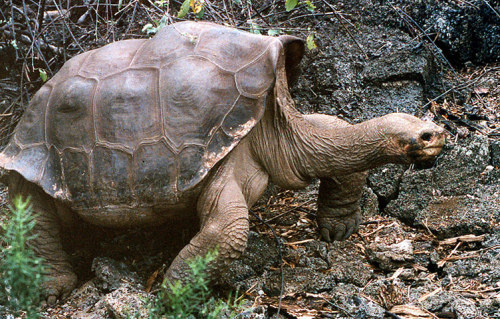 ecocides:Lonesome George, the last giant tortoise of his kind, dies - in picturesLonesome George, th